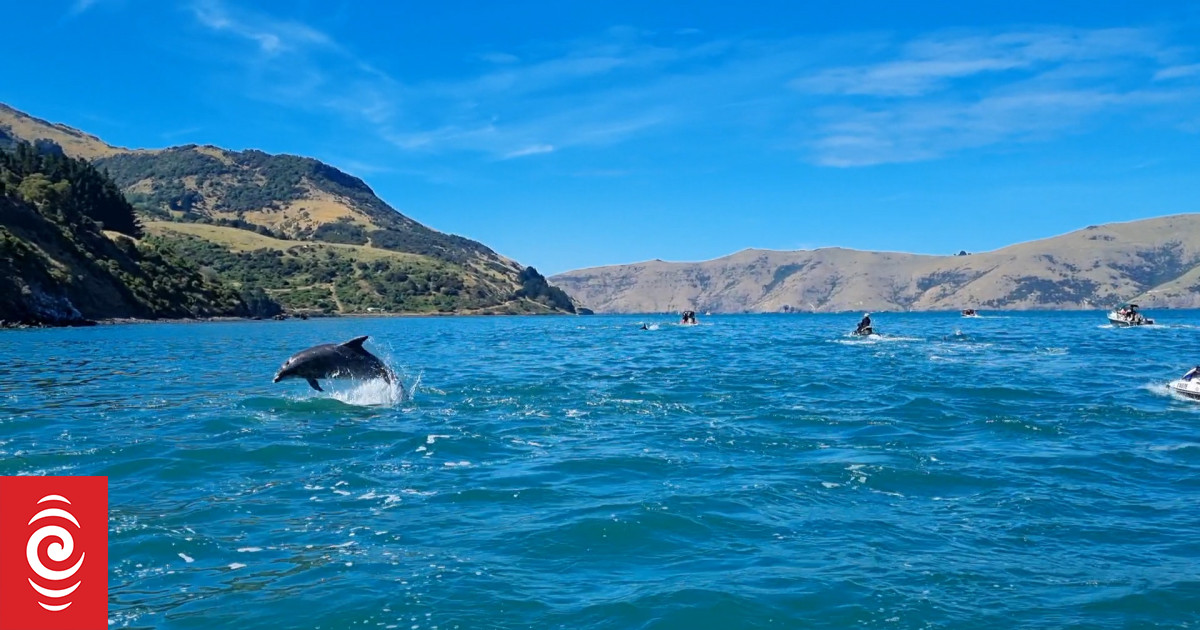 Viewers delighted by huge pod of bottlenose dolphins in Akaroa Harbour - Vimarsana News
