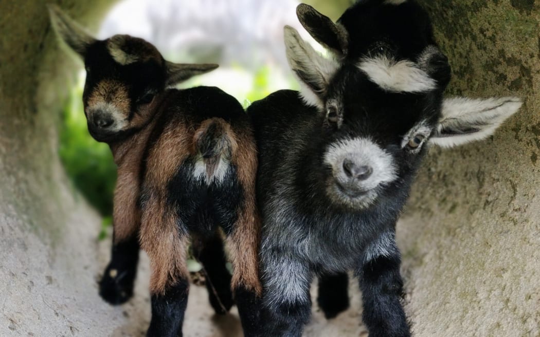 Pygmy goats can sell for up to $10,000 each.