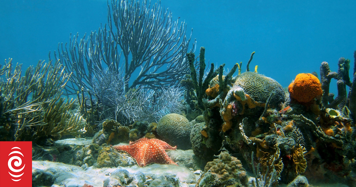 Fast-track consents plan won't derail fight over seabed mining - iwi - Vimarsana News