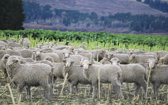 Sheep on winter crops