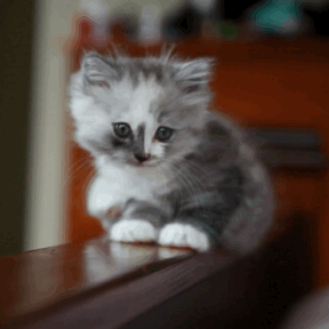 Cat gif, kitten gif