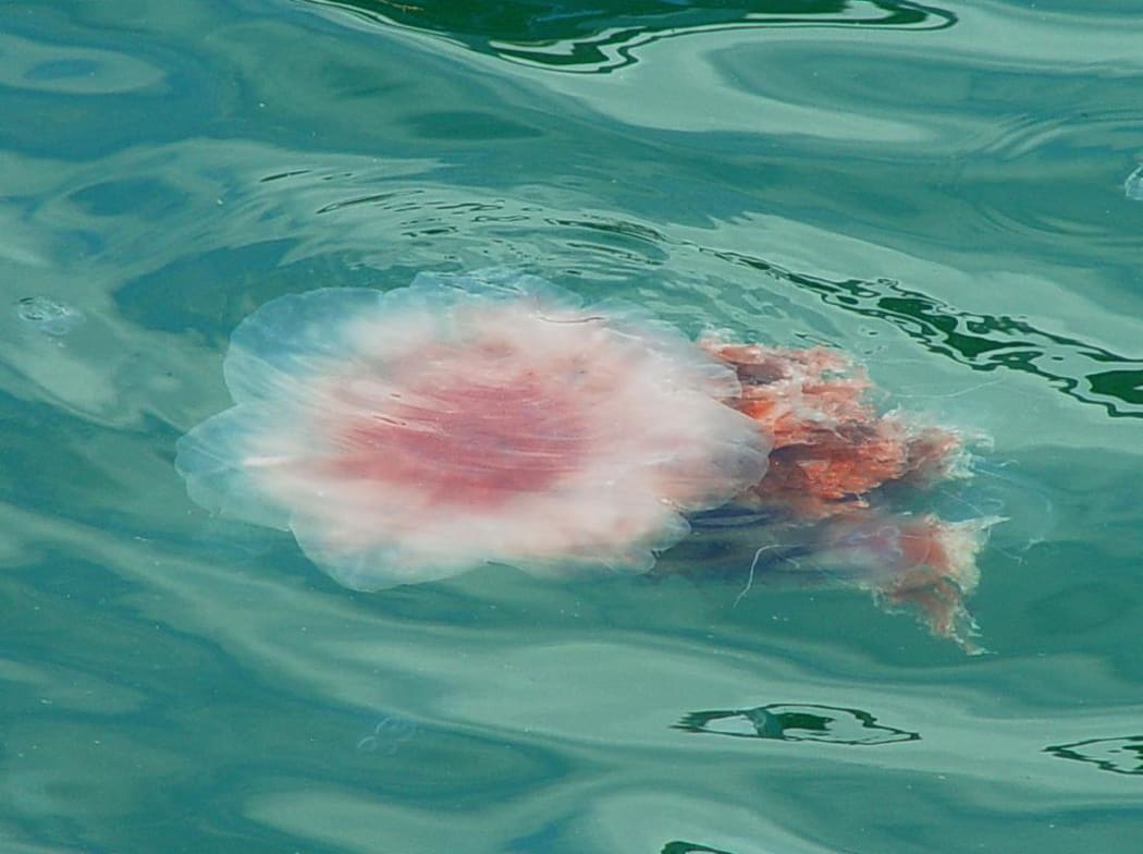 Jellyfish