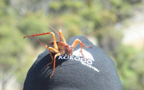 Endangered weta
