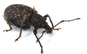 WEEVIL