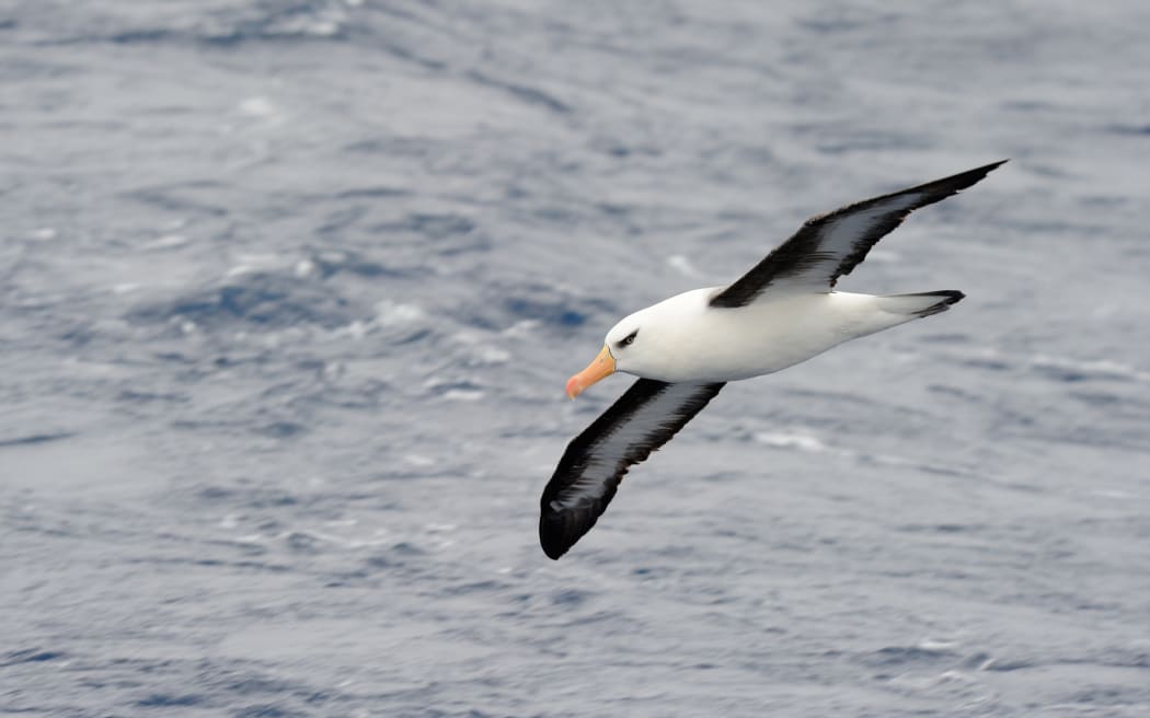 Black-browed Albatros flying over water.