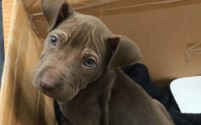 Chip the puppy