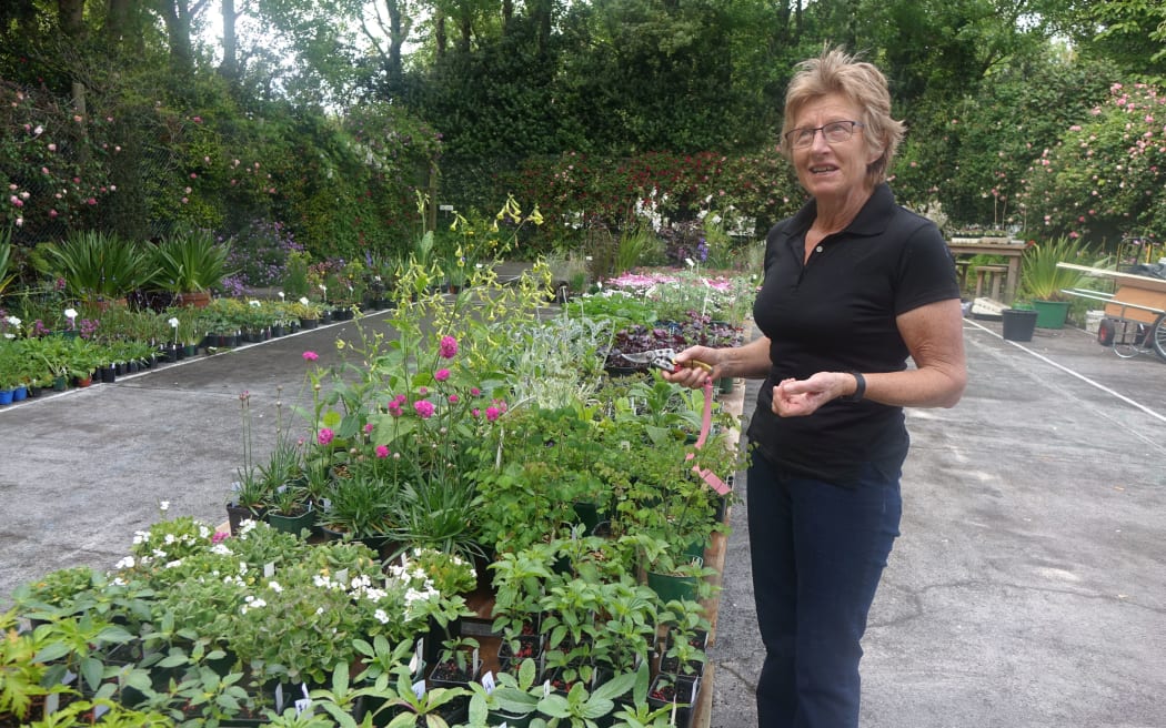 Manaia gardener Jenny Oakley is expecting about 1300 visitors to her garden and has an array of seedling prepared for purchase.
