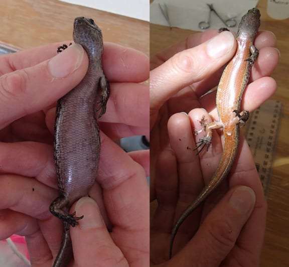 Spotted skinks being held upside down with different colour bellies