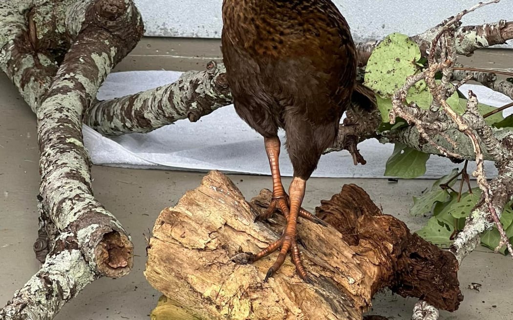 Wally the weka outstayed his welcome at Pete Andreoli's property.