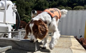 Detector dog Vito busy inspecting for Argentine ants.