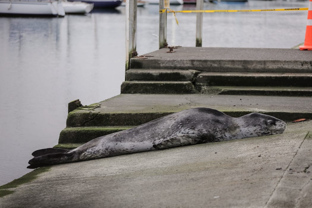 A leopard seal has been spotted at Oriental Bay, Wellington.