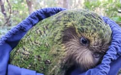 One of the kākāpō.