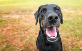 Black labrador retreiver greyhound mix dog sitting outside  watching waiting alert looking happy excited while panting smiling and staring at camera