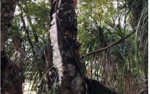 A tree filled with foam