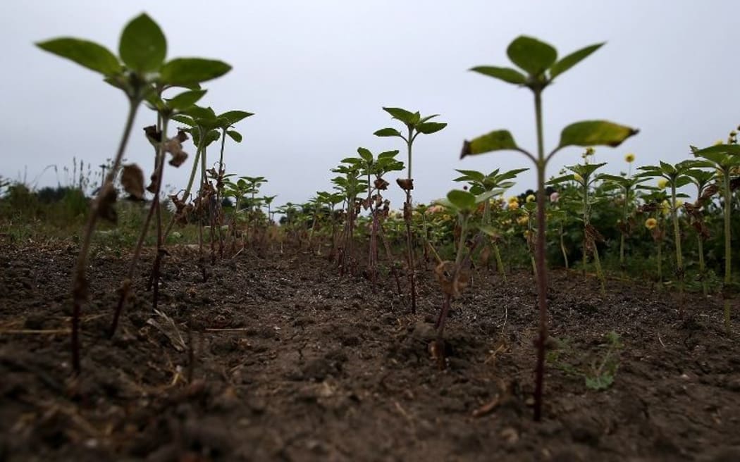 Seedlings