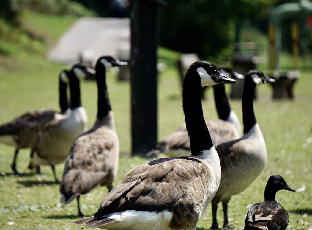 Canada goose on sale queenstown address
