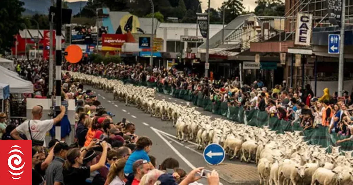 Sheep race set to be a traffic-stopper in Te Kuiti - Vimarsana News