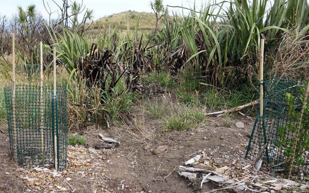 Volunteers have been planting in fire damaged areas of Port Hills.