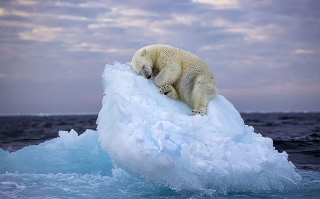 A polar bear sleeps on an iceberg off Norway's Svalbard archipelago.