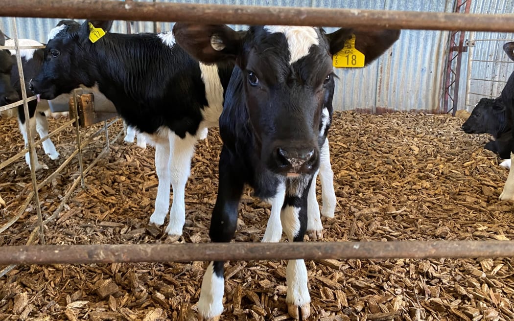 Calves are populating many sheds and paddocks across the country.