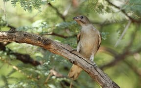 Lesser honeyguide Indicator minor