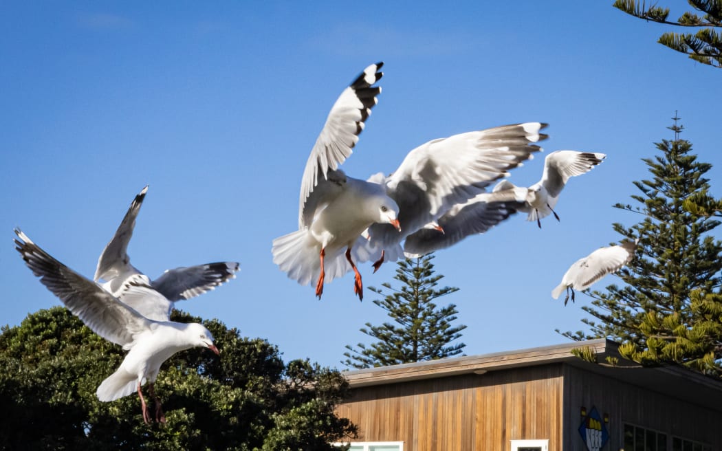 Red-billed gull (tarāpunga) in flight