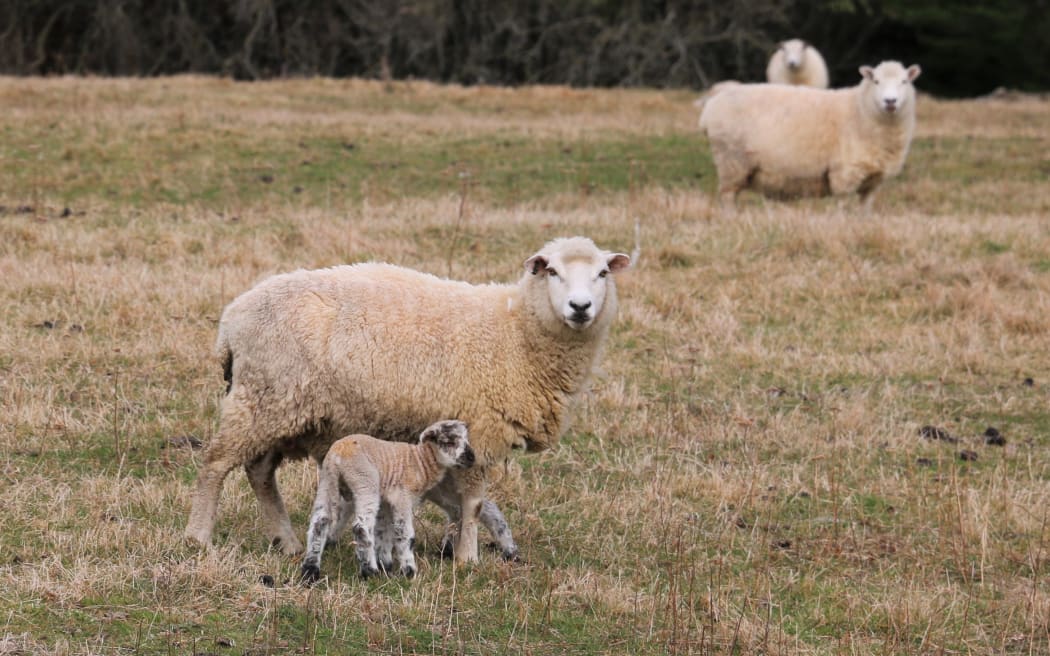Ewe and lamb