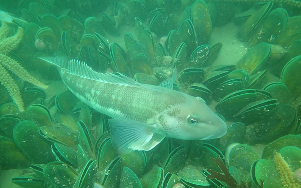 Cod fish swimming past mussel bed at top of South Island.