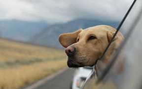 Dog travelling in car.