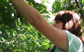cherry picker