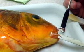 Koi carp - a major risk for Northland's Kai Iwi Lakes.