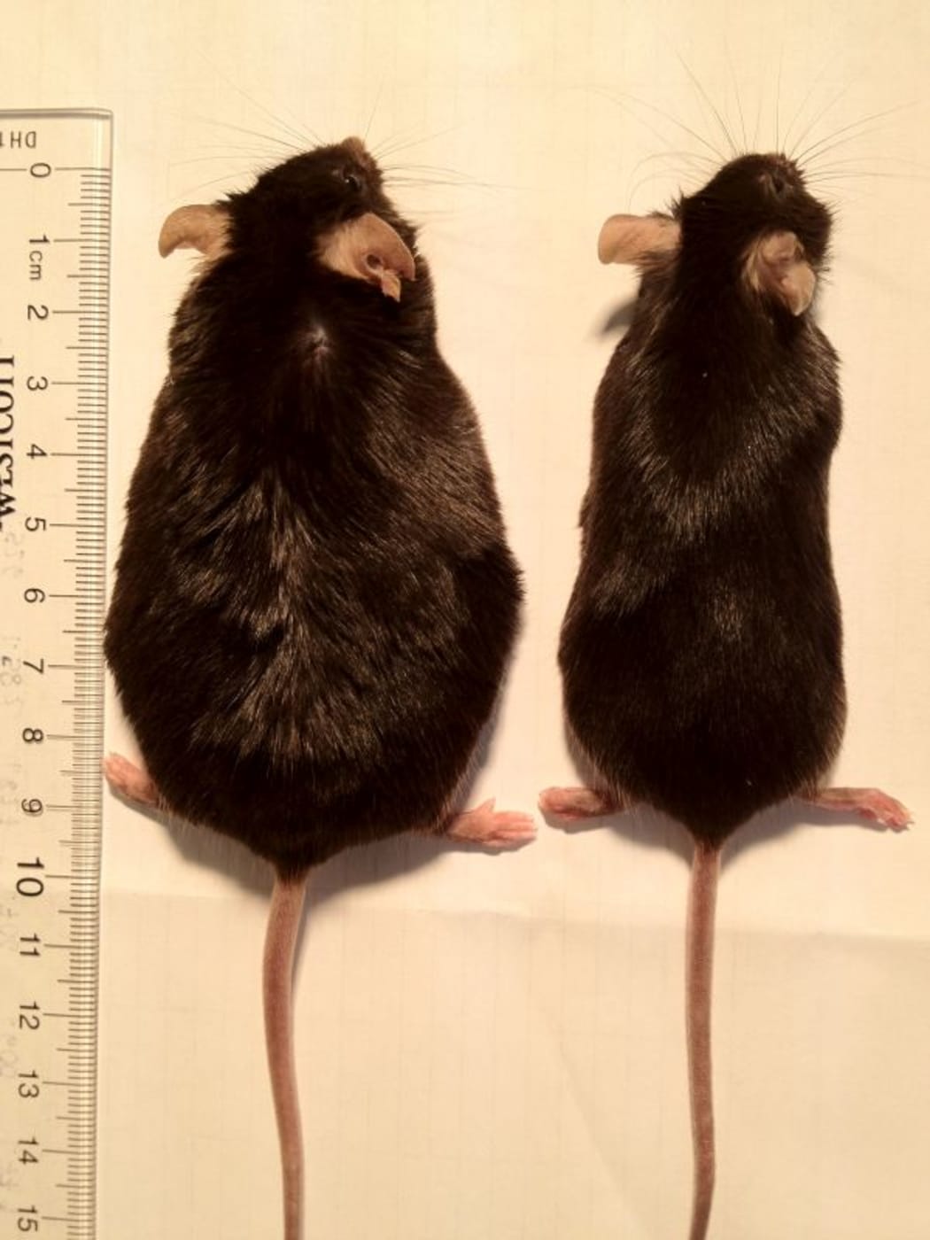 Mice on high fat diet, the one with loss of smell remains lean