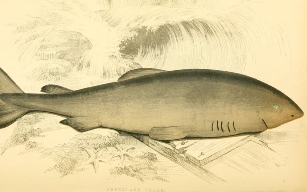 A 19th century illustration of a Greenland shark from the book 'A History of the Fishes of the British Islands' by Jonathan Couch