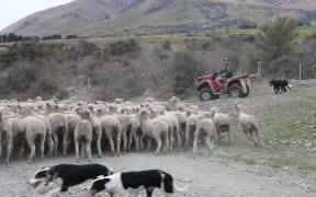 sheep