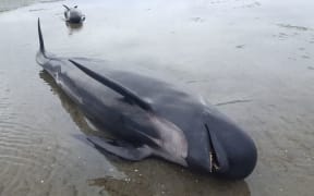 Stranded Whale Farewell Spit