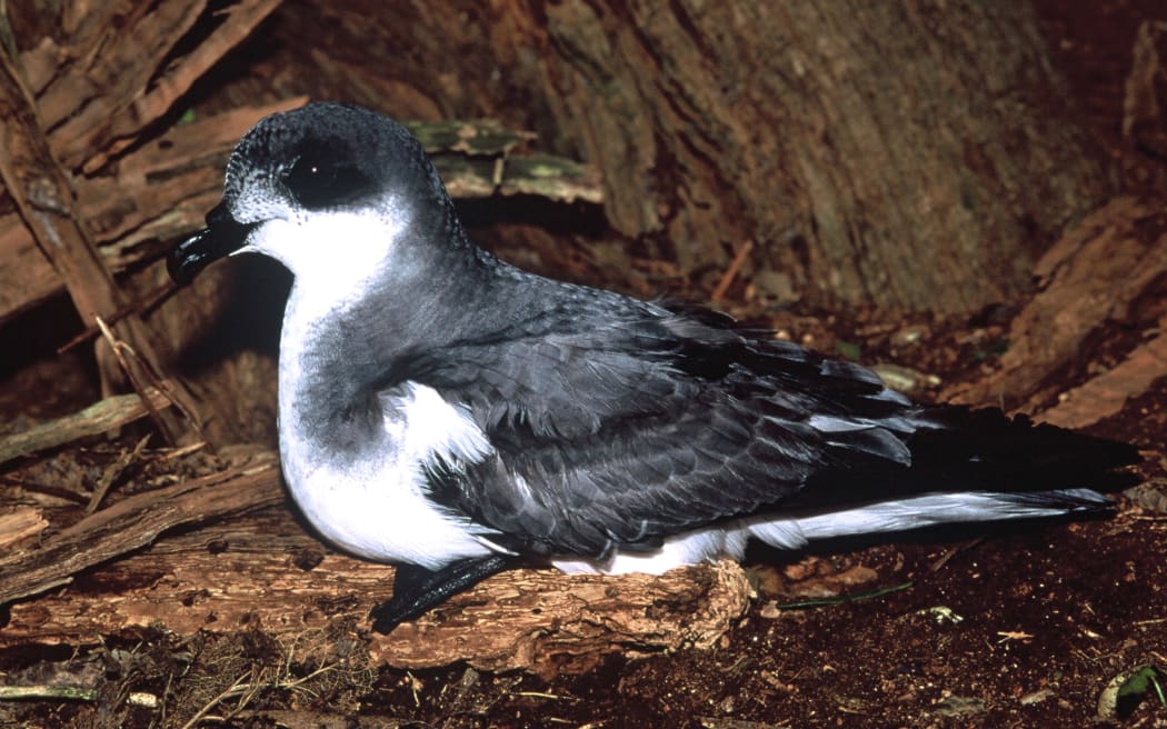 Chatham Island Petrel