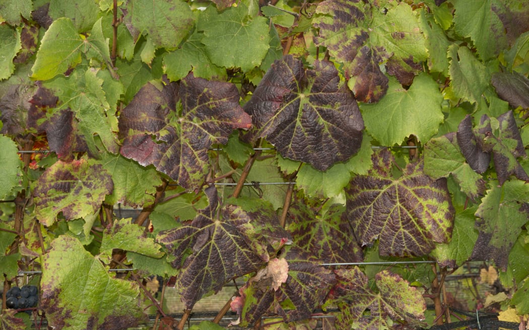 Leafroll virus in vineyard