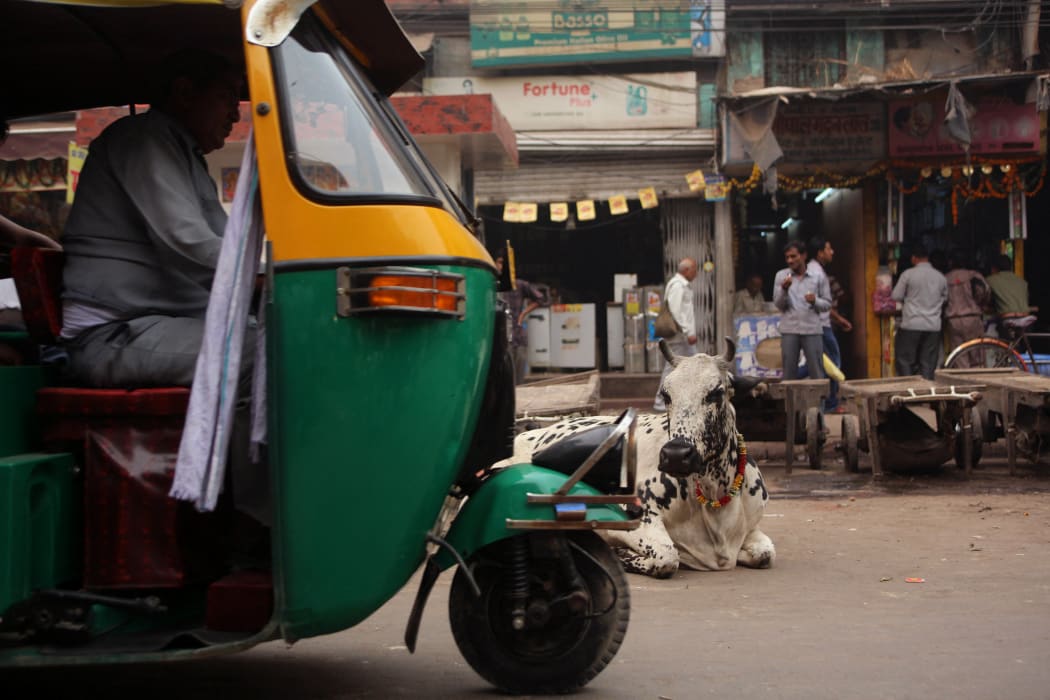 Sacred cow