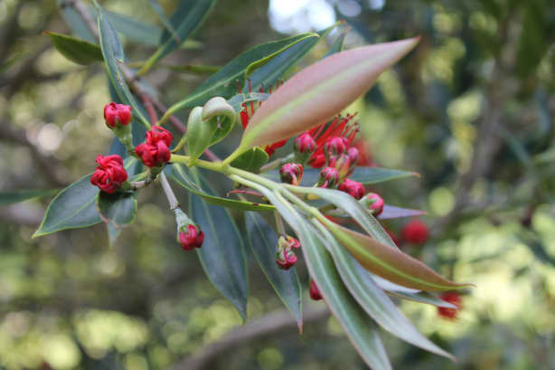 Finding New Zealand's festive flora | RNZ