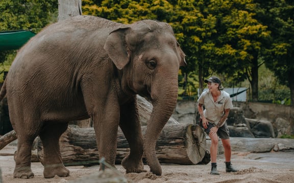 Auckland Zoo elephant keeper Emma with Asian elephant Burma.