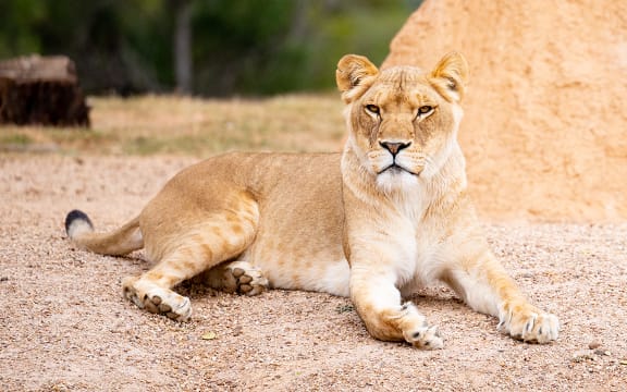Lioness Aziza has come from Australia to Auckland Zoo.