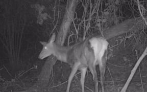 Deer spotted in Lower Hutt