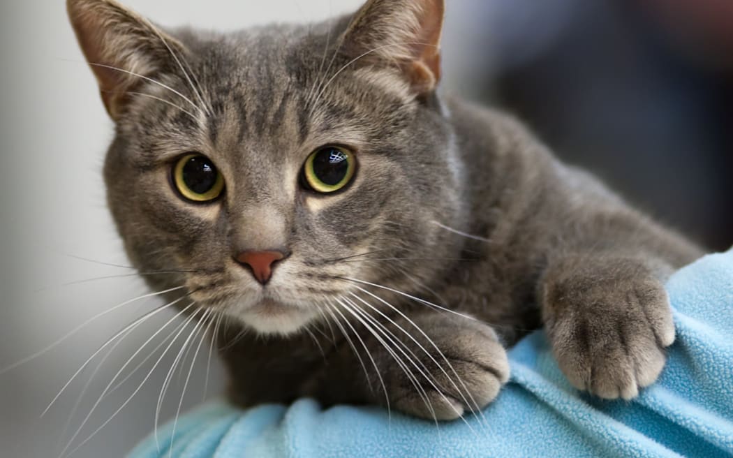 Vets back for cats to be registered, microchipped