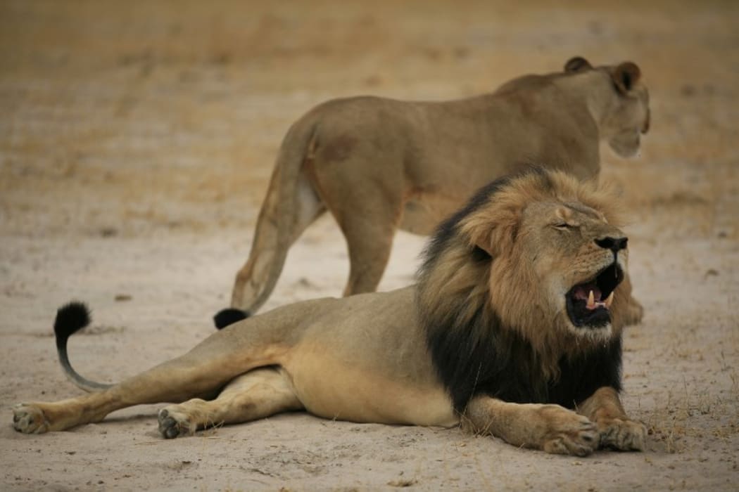 "Cecil" who was killed by American dentist and trophy hunter Walter Palmer.