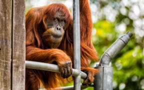 Handout photo taken on October 24, 2016 shows Sumatran orangutan known as Puan at Perth Zoo where she has lived since being gifted by Malaysia in 1968.