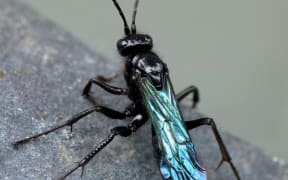 Ngaro Iwi / black hunting wasp