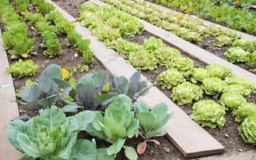 Vegetable garden