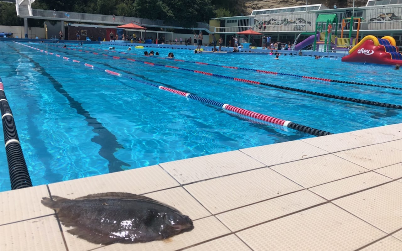 The flounder that fell on Russell Hogg's head at Parnell Baths, Auckland.