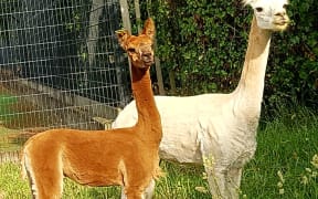 Alpacas visit Gonville Primary School this week in  Whanganui