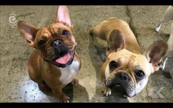 Doggy daycares   SPCA calls for stronger industry regulations: RNZ Checkpoint